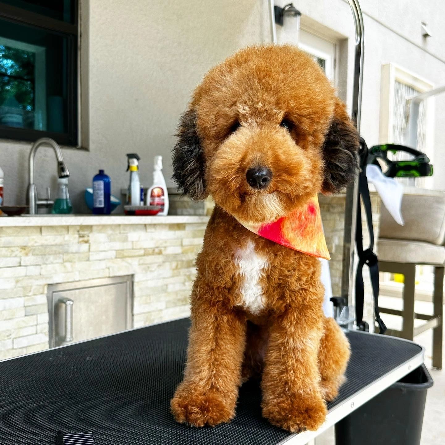 Poodle therapy dog